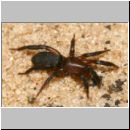 Zelotes electus - Plattbauchspinne 02a 8mm - Sandgrube Niedringhaussee.jpg